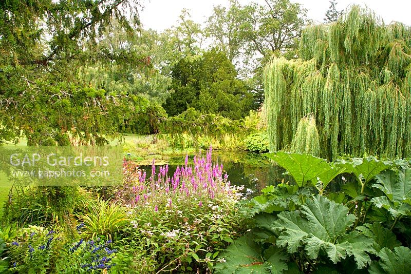 Pond featuring weeping willow, Lythrum, Persicaria, Gunnera and Campanula