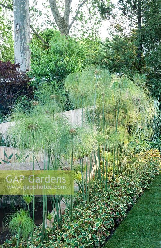 Cyperus papyrus underplanted with Houttuynia cordata 'Chameleon' - The Lloyds TSB Garden, RHS Chelsea Flower Show 2008