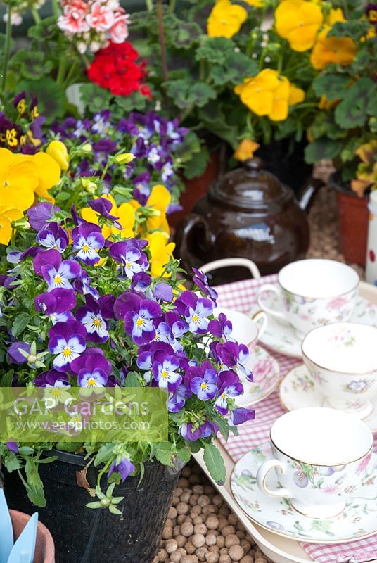 Pansies and Pelargonium surrounding teapot and teacups