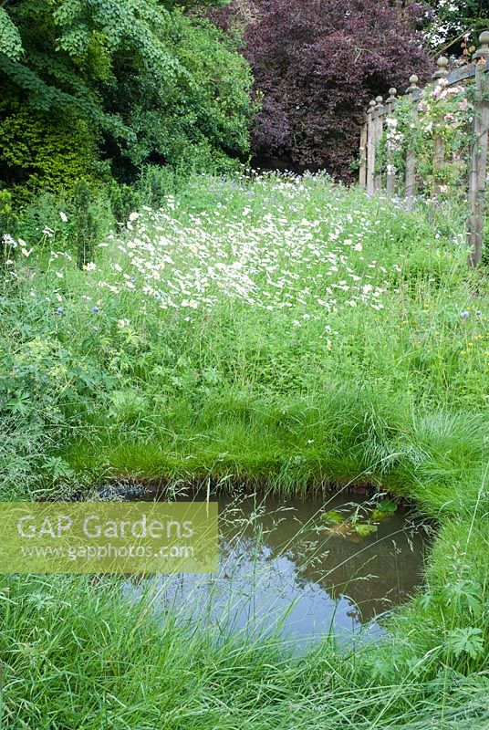 Wildflower area with pond - Priory House, Wiltshire