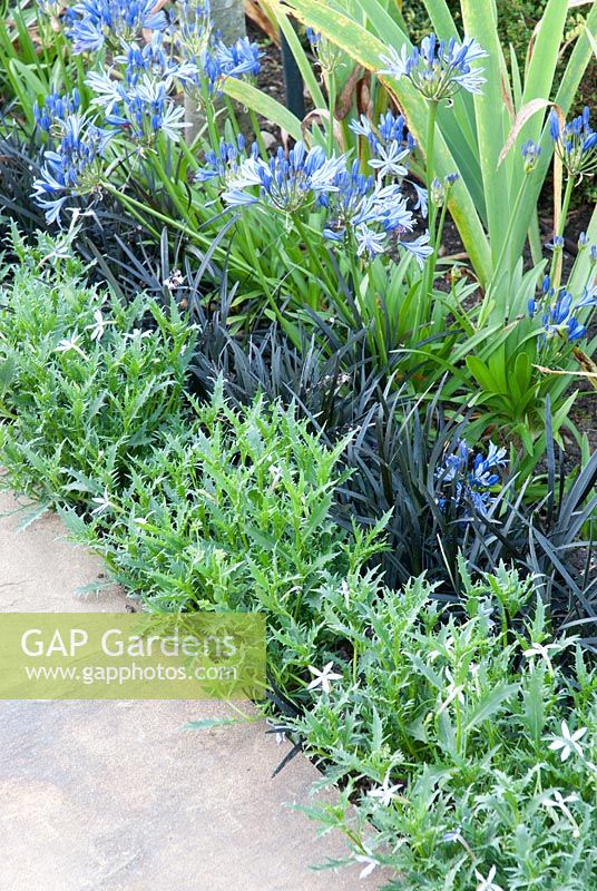Rows of Iris, Agapanthus 'Chloe', Ophiopogon planiscapus 'Nigrescens' and Laurentia 'Blue Star'