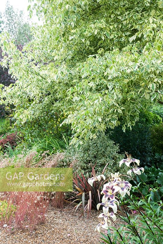 Acer negundo 'Aureovariegatum' hanging over gravel garden with Briza maxima and Lilium