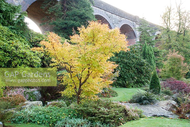 Acer palmatum 'Senkaki' with viaduct in background - Kilver Court, Somerset