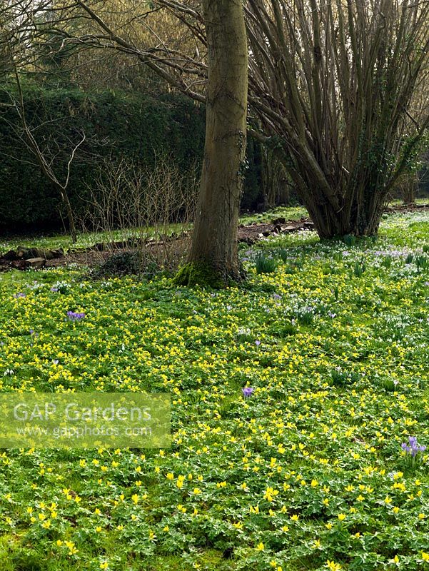 A carpet of winter aconites - Eranthis hyemalis, Crocus tommasinianus and snowdrops have naturalised in deciduous woodland - oak, ash, coppiced hazel and apple trees.