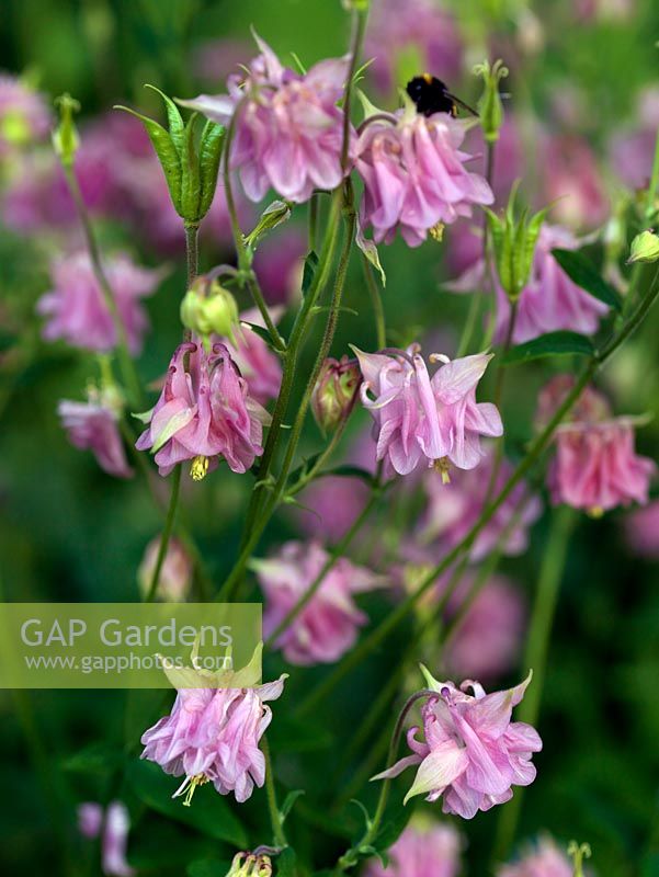 Aquilegia vulgaris, Granny's Bonnets or Columbine, self-seed freely through the garden. Perennial flowering in summer.