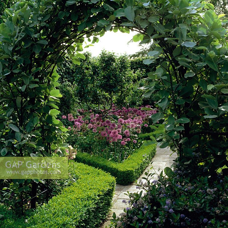 View through arch of Sorbus aria Lutescens of rose garden. Box edged beds have central apple trees trained in candelabra form, below, Allium Purple Sensation.