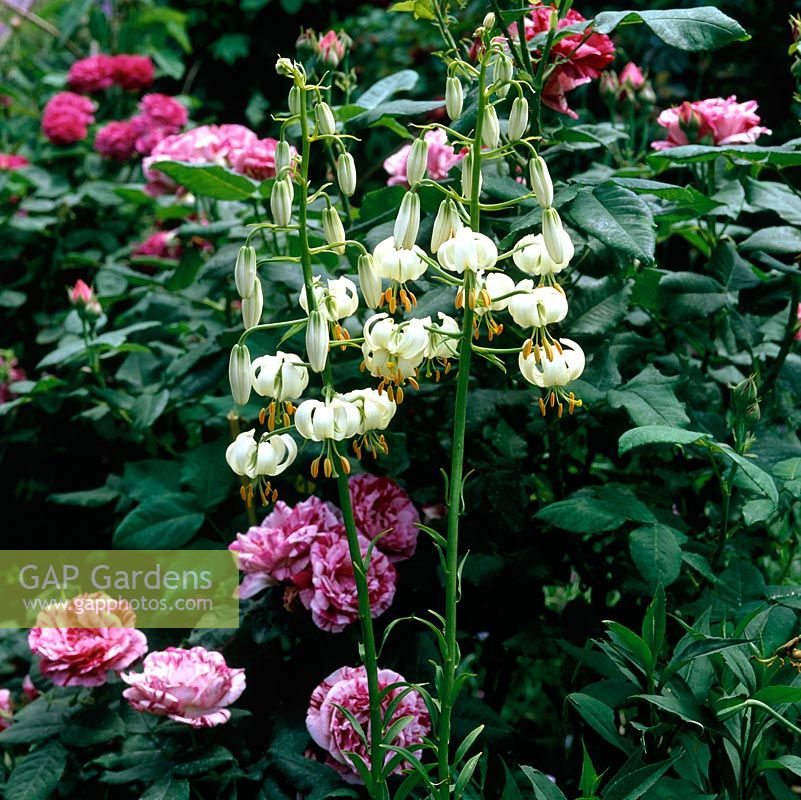 Lilium martagon var. album - common white turkscap lily