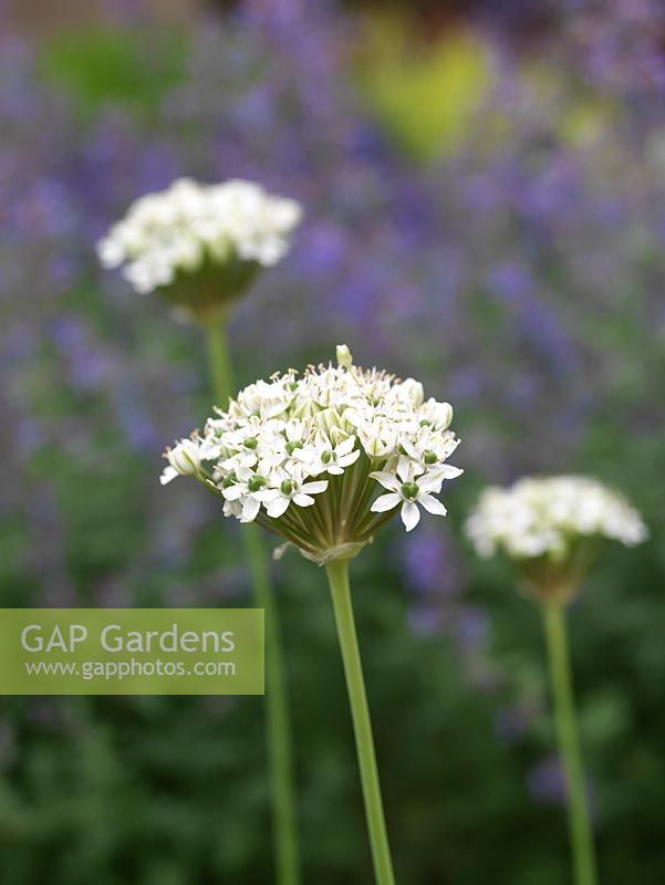 Allium nigrum, ornamental onion, is a tall bulb bearing white flowerheads