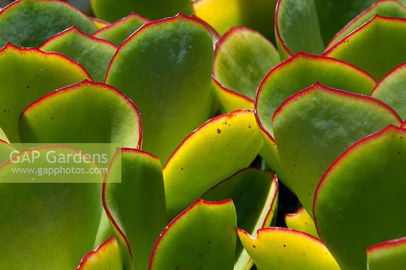 Cotyledon orbiculata var. orbiculata.  Kirstenbosch national botanical garden. Cape Town. South Africa