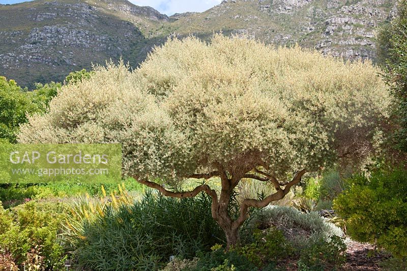 Diospyros austro-africana. Fire bush. Kirstenbosch national botanical garden. Cape Town. South Africa