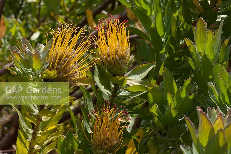 Protea leucospermum formosum. Silver-leaf wheel pincushion. Kirstenbosch national botanical garden. Cape Town. South Africa