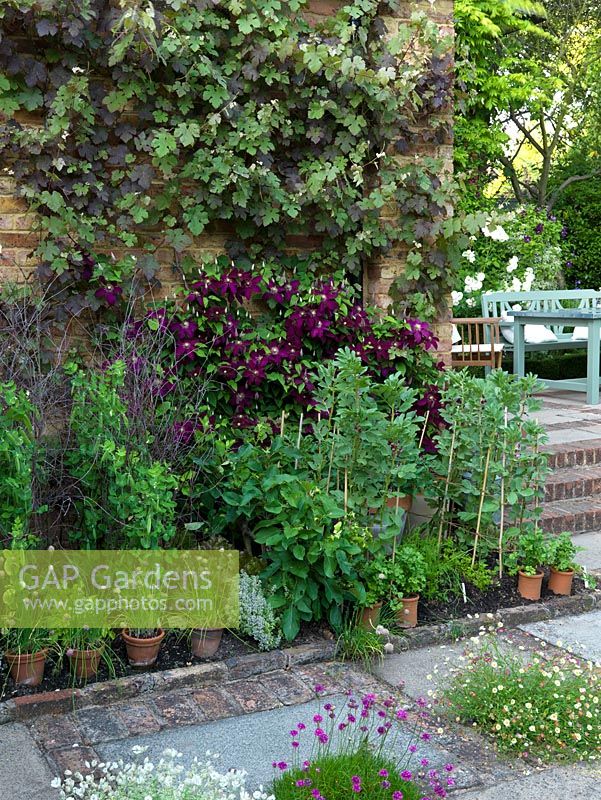 Vitis vinifera purpurea and Clematis Voluceau on wall, above tiny vegetable patch with broad beans, lettuce, peas, carrots, parsley, thyme, onions and pots of chives.