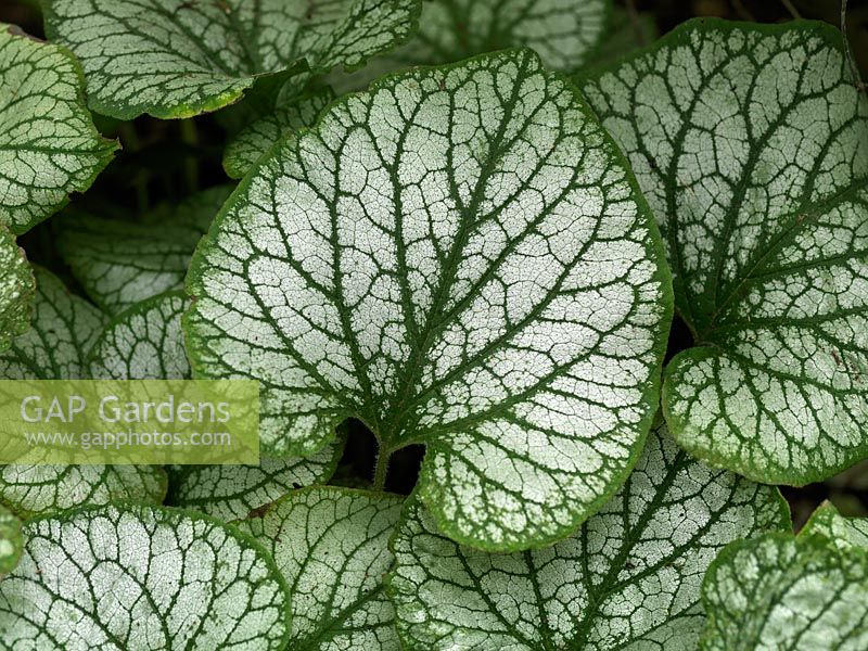 Brunnera macrophylla 'Jack Frost', a perennial with beautifully marked leaves.