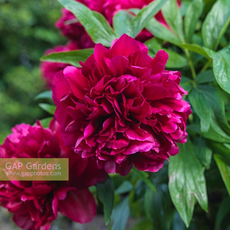 Paeonia officinalis 'Rubra Plena', peony, a herbaceous perennial with gorgeous, satin-like, red double flowers in summer.