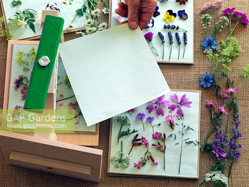 Step-by-step demonstration of pressing flowers. Place fresh flowers between two plain pieces of paper, between stiff cardboard. Avoid using tissue paper as the texture will be imprinted onto the flowers