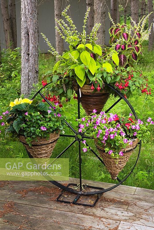 Black wrought iron wagon wheel stand with cone shaped baskets planted with Solenostemon - Coleus plants