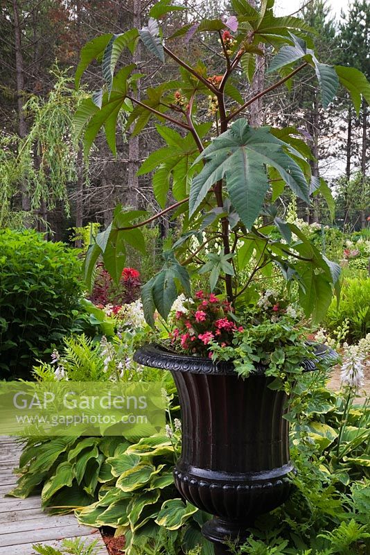 Hosta and black planter with pink Begonia flowers, Ricinus - Castor Bean plant