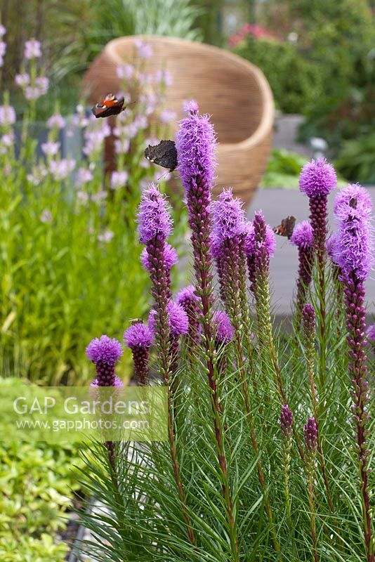 Butterfly resting on Liatris spicata