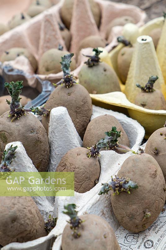 Various varieties of seed potatoes chitting in egg trays