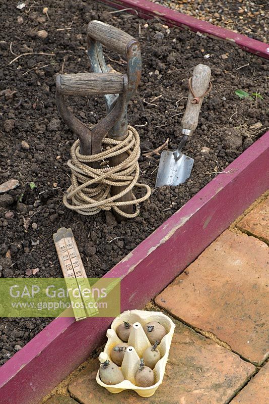 Planting early potatoes, 'Maris Peer', with garden line trowel and ruler beside raised bed