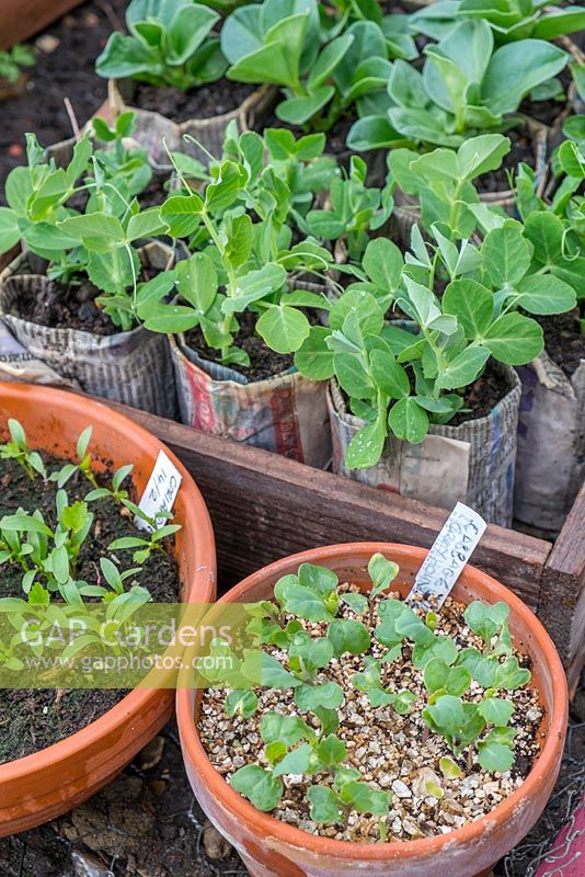 Spring cabbage 'Greyhound', Coriander seedlings alongside pea and broad bean plants in newspaper pots.