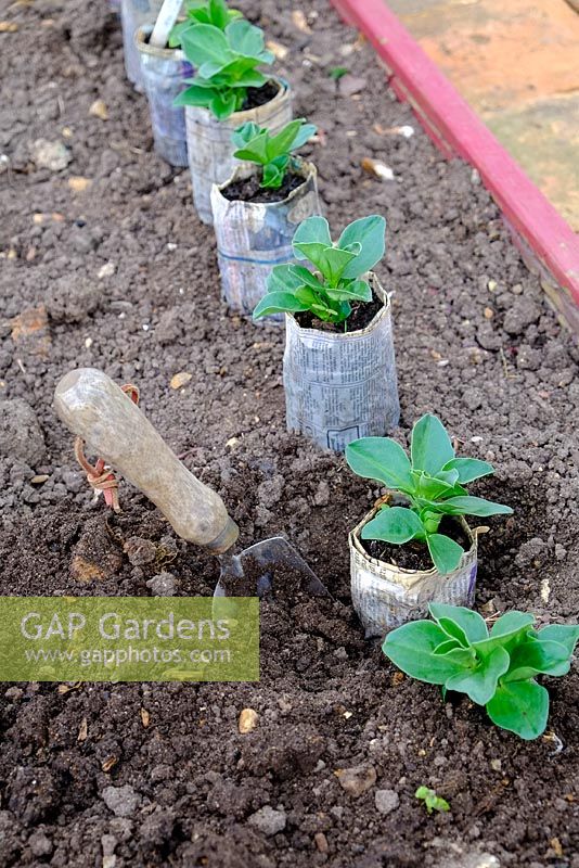 Broad bean plants. 'greeny' in newspaper pots. With garden trowel ready for planting into raised bed.