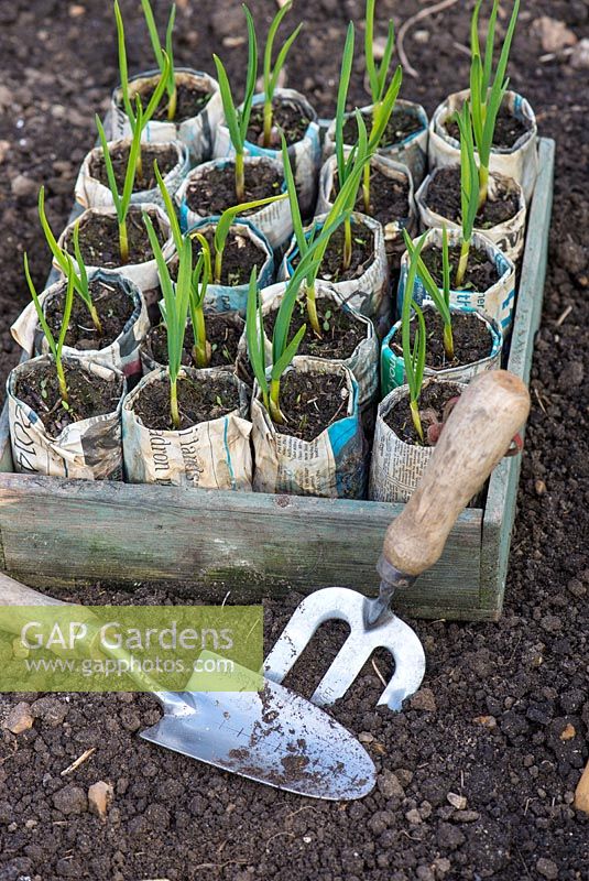 Garlic plants, 'Solent Wight', ready to transplant, cloves grown in newspaper pots with hand trowel and fork .
