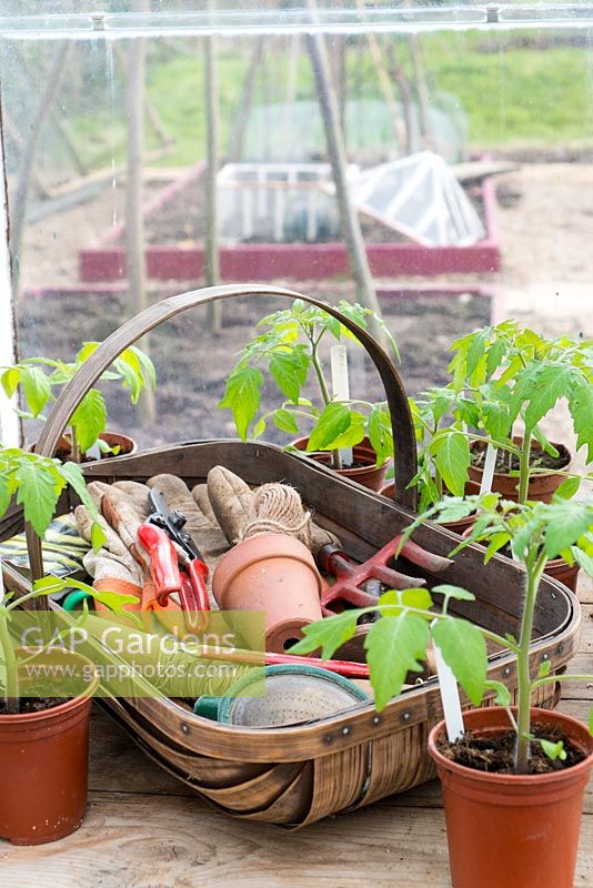Greenhouse staging in springtime with trug of tools and young tomato plants in plastic pots.