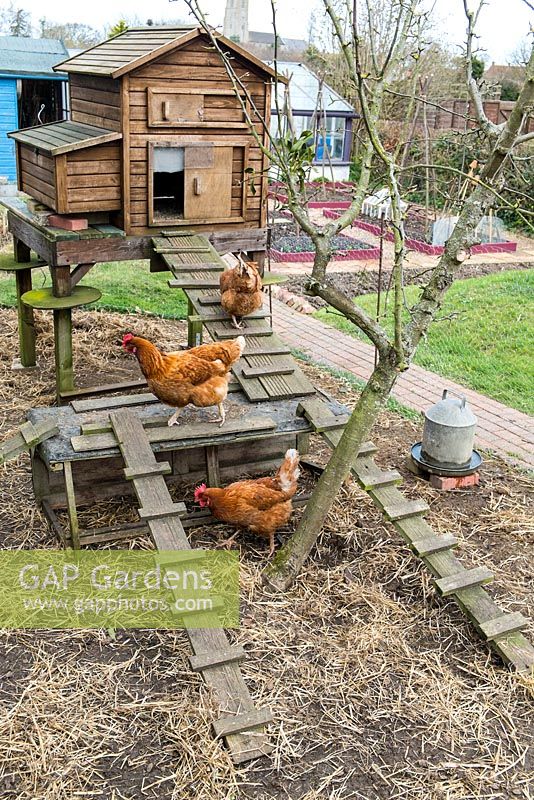 Pet hybrid hens in enclosed run with raised coop, garden with greenhouse in background.