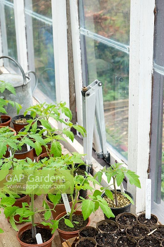 Automatic vent with young tomato plants acclimatising in a cold greenhouse.