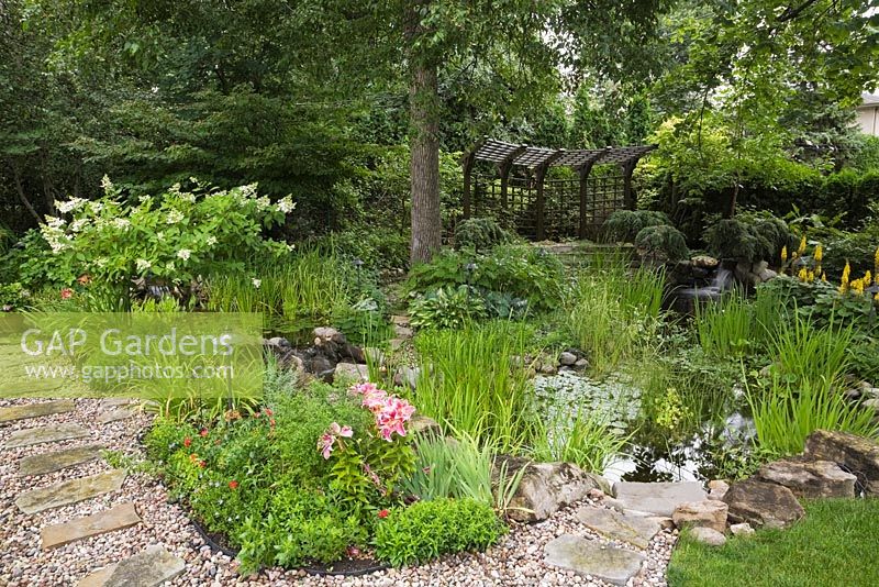 Flagstone and gravel path next to border with pink and red Lilium and white flowering Rodgersia tree. Pond with Typha latifolia - Common Cattails and Nymphaea - Water Lilies and brown painted wooden pergola in residential backyard garden in summer