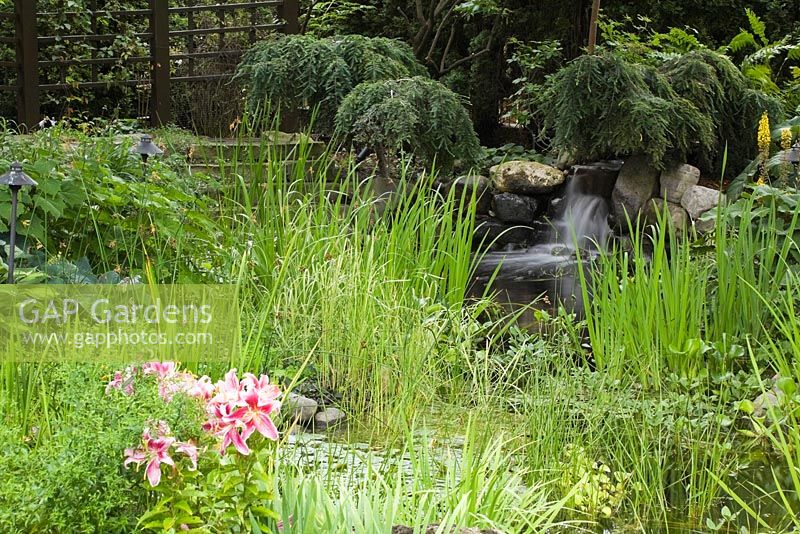 Cascading waterfall and pond with Typha latifolia - Common Cattails and Nymphaea - Water Lilies bordered by red and pink Lilium, Hosta plants in residential backyard garden in summer