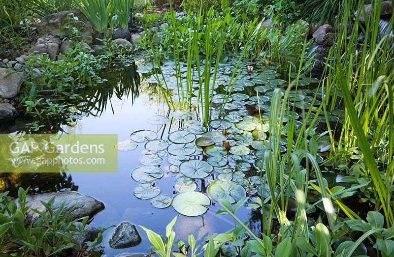 Pond with Typha latifolia - Common Cattails, pontederia cordata - Pickerel Weed, Nymphaea - Water Lilies in residential backyard garden in summer