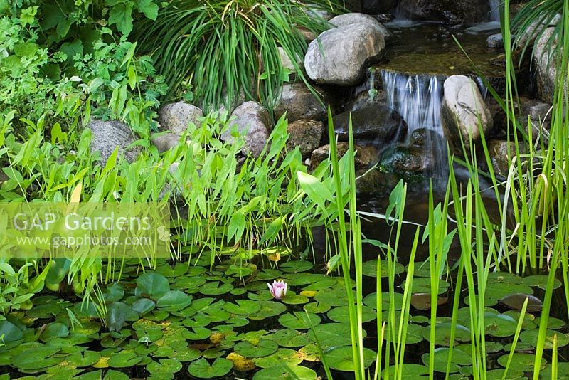 Stream with cascading waterfall and pond with  Typha latifolia - Common Cattails on the right, pontederia cordata - Pickerel Weed, pink Nymphaea - Water Lilies in residential backyard garden in summer