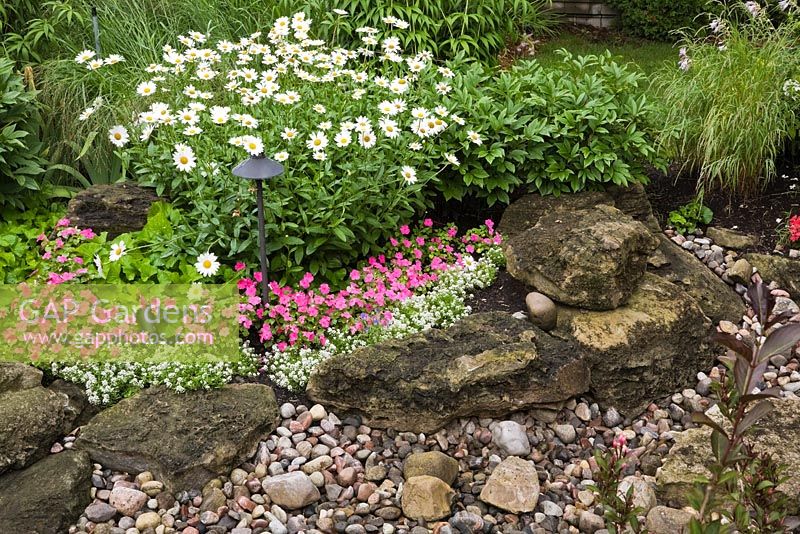 Dry stream bordered by pink Impatiens and white Leucanthemum vulgare - Ox-eye daisy flowers in residential backyard garden in summer