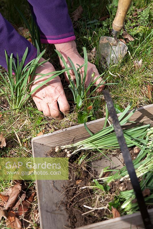 Replanting divided snowdrop clumps
