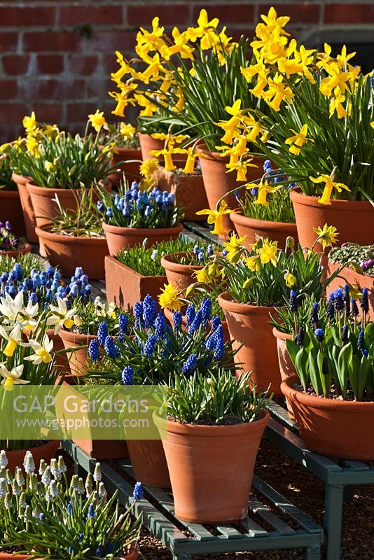 Spring bulbs in terracotta clay pots -Daffodils and Muscari 