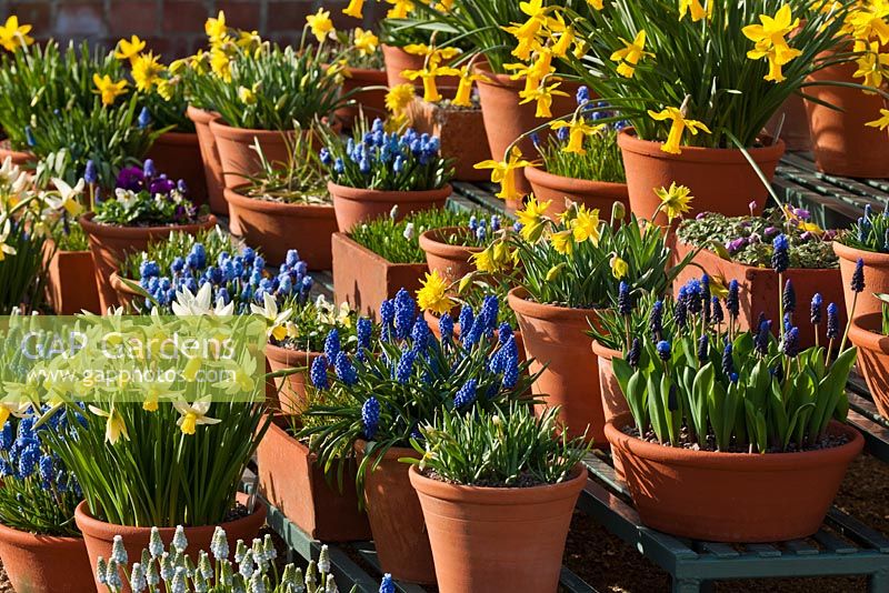 Spring bulbs in terracotta clay pots -Daffodils and Muscari 