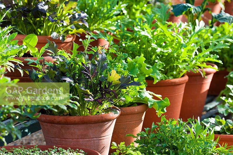 Spring Salad Leaf Vegetables in terracotta clay pots - chives, parsley, kale, spinach, lettuce, endive and rocket 
