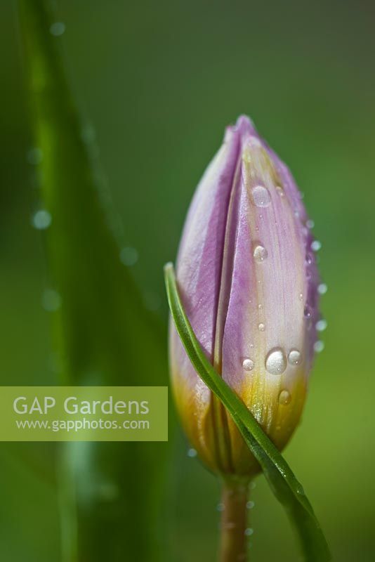 Tulipa saxatilis Bakeri Group 'Lilac Wonder' 