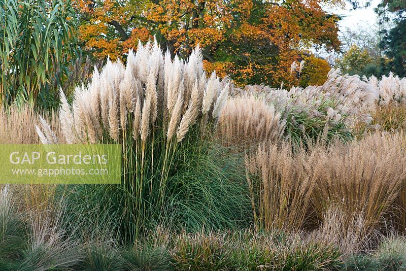 Cortaderia selloana - Pampas-grass, Calamagrostis brachytricha - Korean feather reed grass, group of Miscanthus with Acer opalus at the back  
