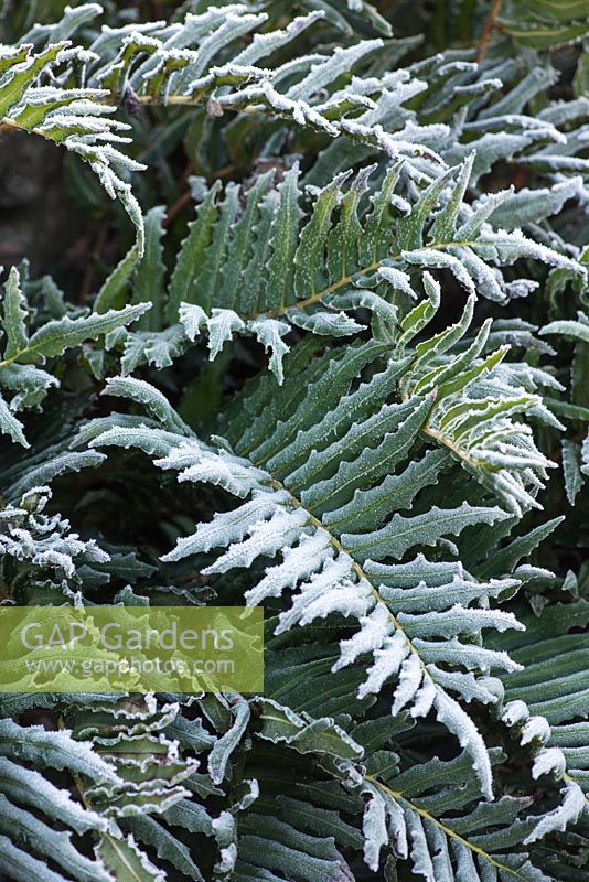 Blechnum chilense AGM - Chilean hard fern in winter