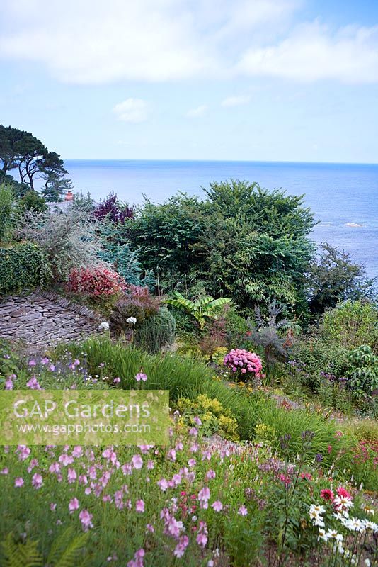 Cliffe Garden. Steeply sloping border on cliff containing Sidalcea 'Reverend Page Roberts', hydrangea, Lysimachia clethroides, Persicaria 'Darjeeling Red', Geranium x oxonianum, Lobelia speciosa, Penstemon and Persicaria 'Red Dragon'