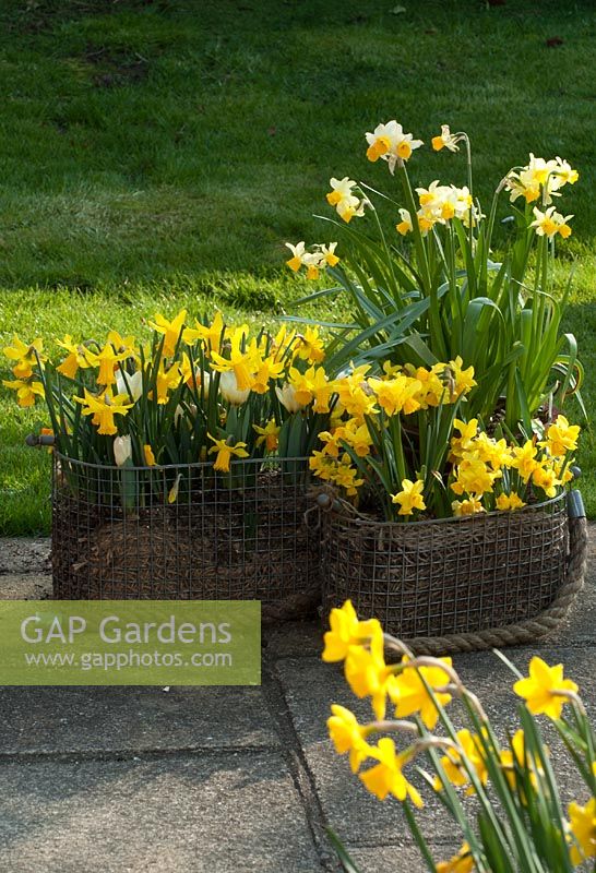 Narcissi in containers - Eaton Song, Cornish Chuckles, February Gold, Toto
