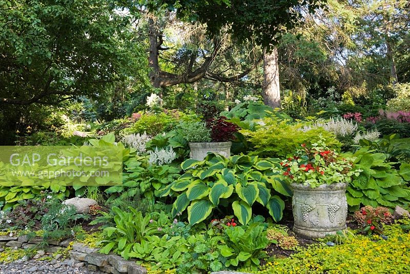 Raised stone border with Lysimachia nummularia 'Aurea', Hostas 'Rascal', 'Guacamole', 'Alligator Shoes', 'Striptease', 'Liberty', 'Gold Standard', 'Wide Brim', 'Satisfaction' and Astilbe arendsii 'Weisse Gloria' and Begonia 'Dragon Wing' in grey planter in private backyard garden in summer