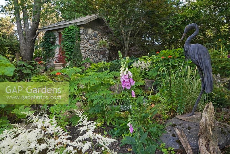 Heron sculpture in border with White Astilbe arendsii 'Weisse Gloria', Ligularia japonica, pink Digitalis flowers and old stone garden storage shed covered with climbing Menispermum canadense in private backyard garden in summer