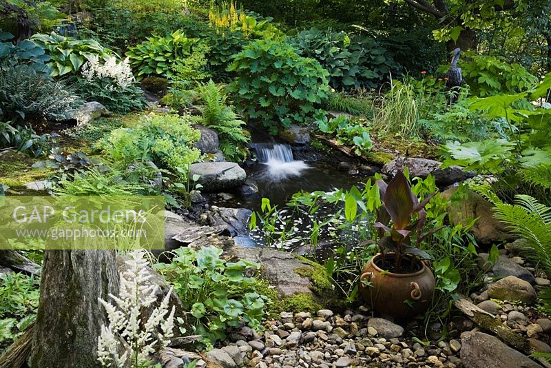 Pond with Sagitaria, Glyceria maxima 'Variegata' and cascading waterfall, Canna 'Wyoming' in ceramic planter, white Astilbe arendsii 'Weisse Gloria', Caltha palustris - Marsh Marigold, yellow Ligularia stenocephala 'The Rocket in private backyard garden in summer