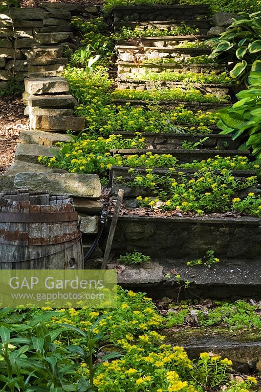 Stone and concrete steps overgrown with yellow Sedum - Stonecrops in private backyard garden in summer