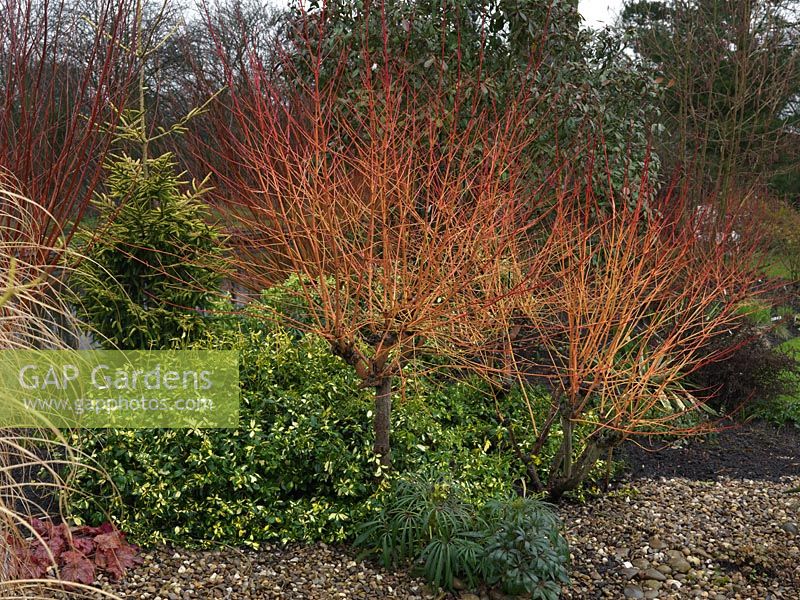 Salix var. vitellina Britzensis, a compact deciduous shrub with bright orange and red stems in winter.