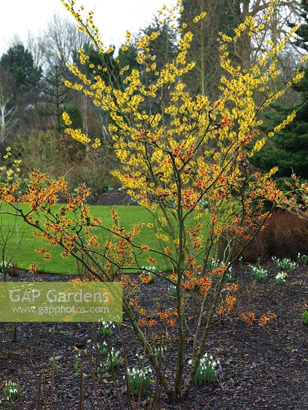 Hamamelis x intermedia Aphrodite, a deciduous shrub with orange red flowers through late winter to early spring.